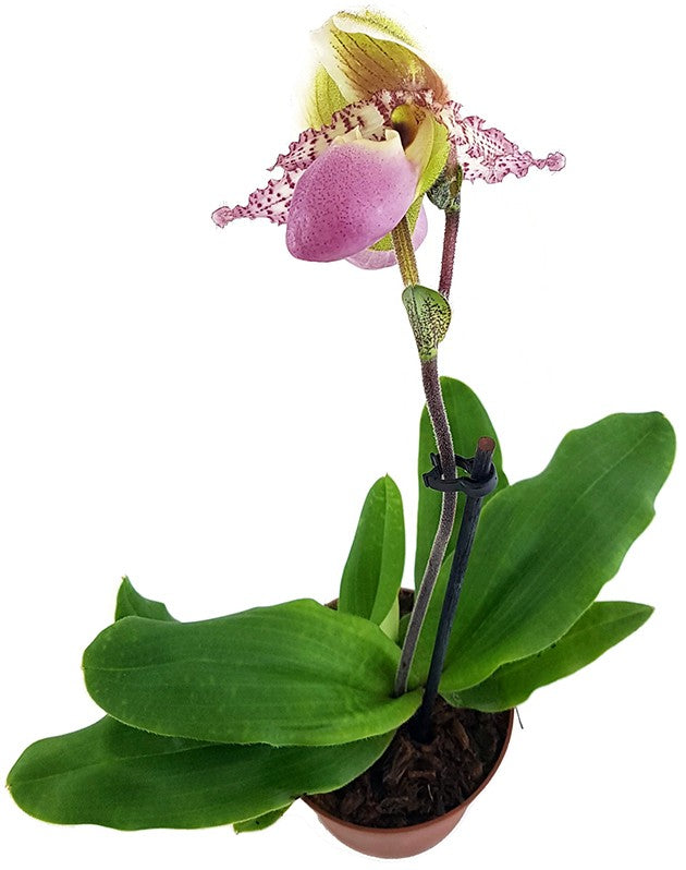 Paphiopedilum "Pinocchio" - Orchidee SALE ohne Blüte