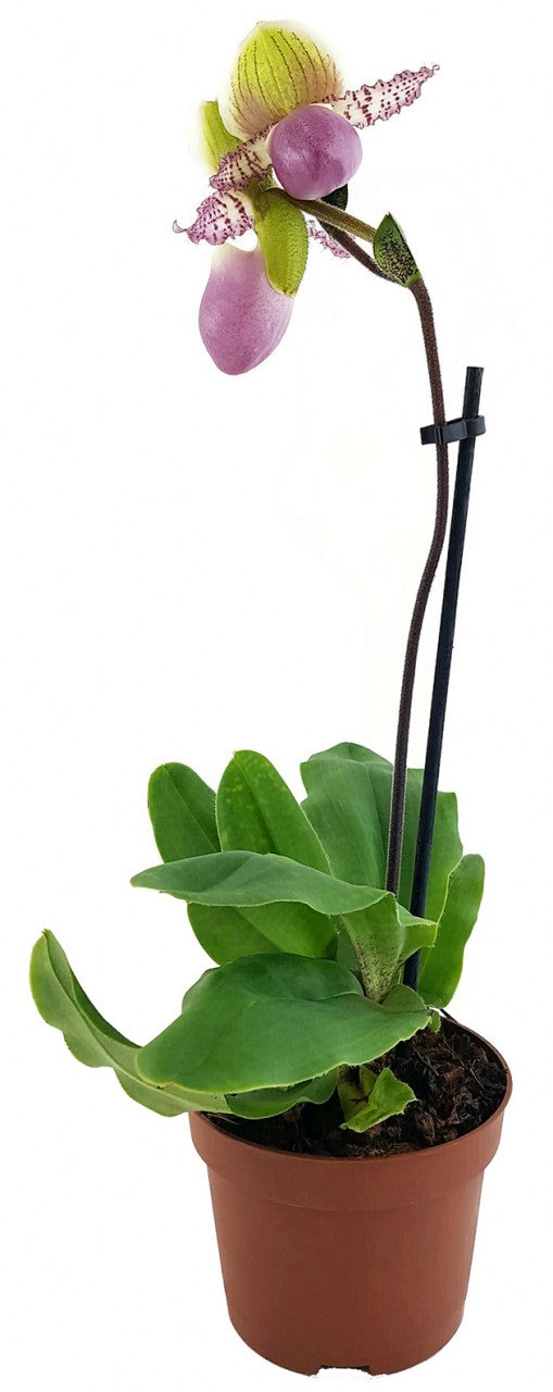 Paphiopedilum "Pinocchio" - Orchidee SALE ohne Blüte