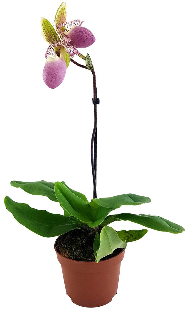 Paphiopedilum "Pinocchio" - Orchidee SALE ohne Blüte