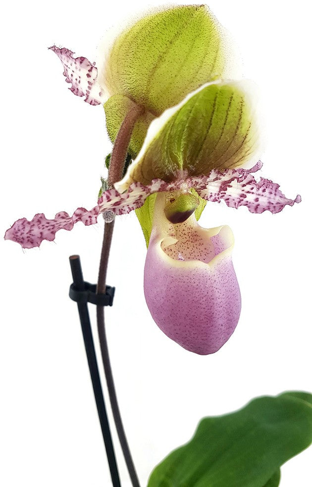 Paphiopedilum "Pinocchio" - Orchidee