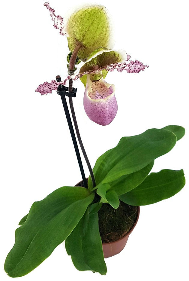 Paphiopedilum "Pinocchio" - Orchidee