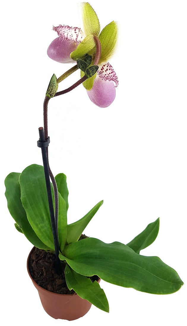 Paphiopedilum "Pinocchio" - Orchidee SALE ohne Blüte