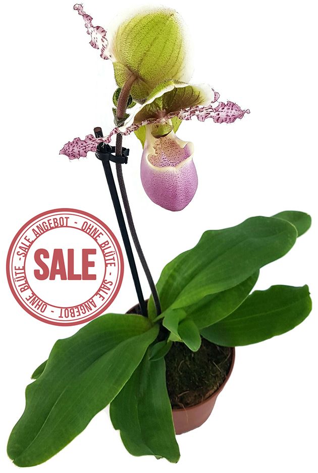 Paphiopedilum "Pinocchio" - Orchidee SALE ohne Blüte
