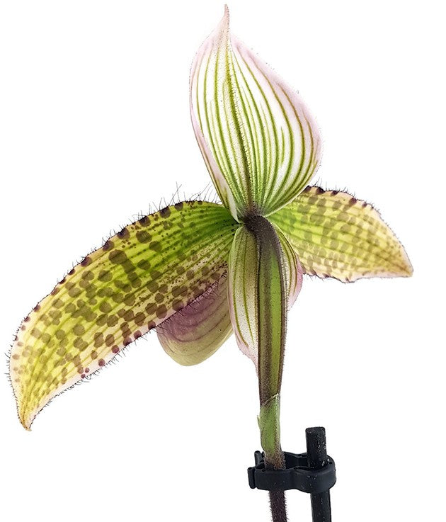 Paphiopedilum "sukhakulii" Hybride - Frauenschuhorchidee