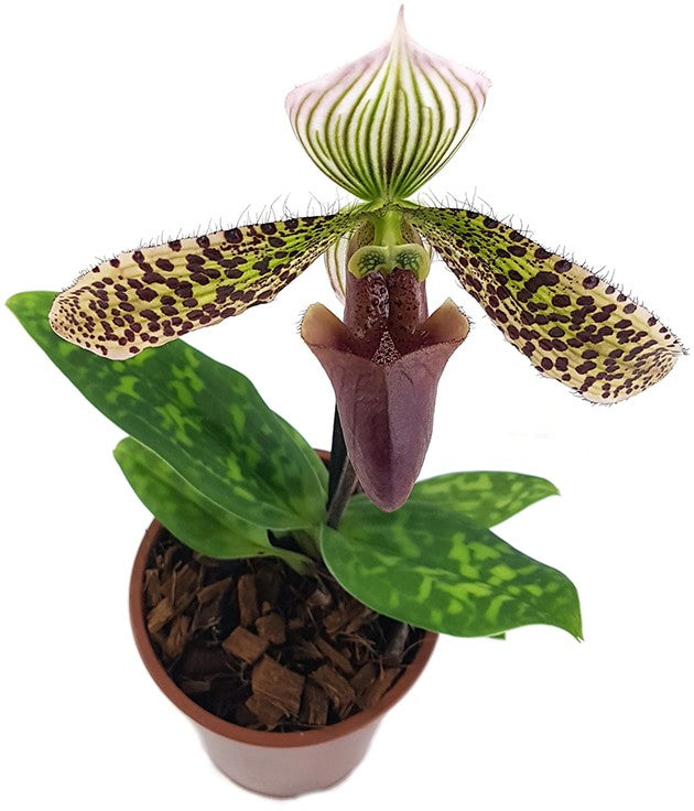 Paphiopedilum "sukhakulii" Hybride - Frauenschuhorchidee