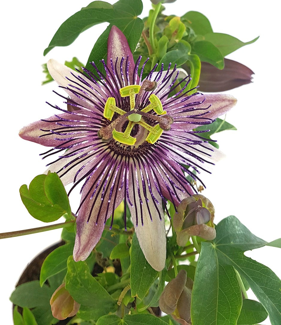Passiflora x belotti "Kaiserin Eugenie" - besondere Passionsblume
