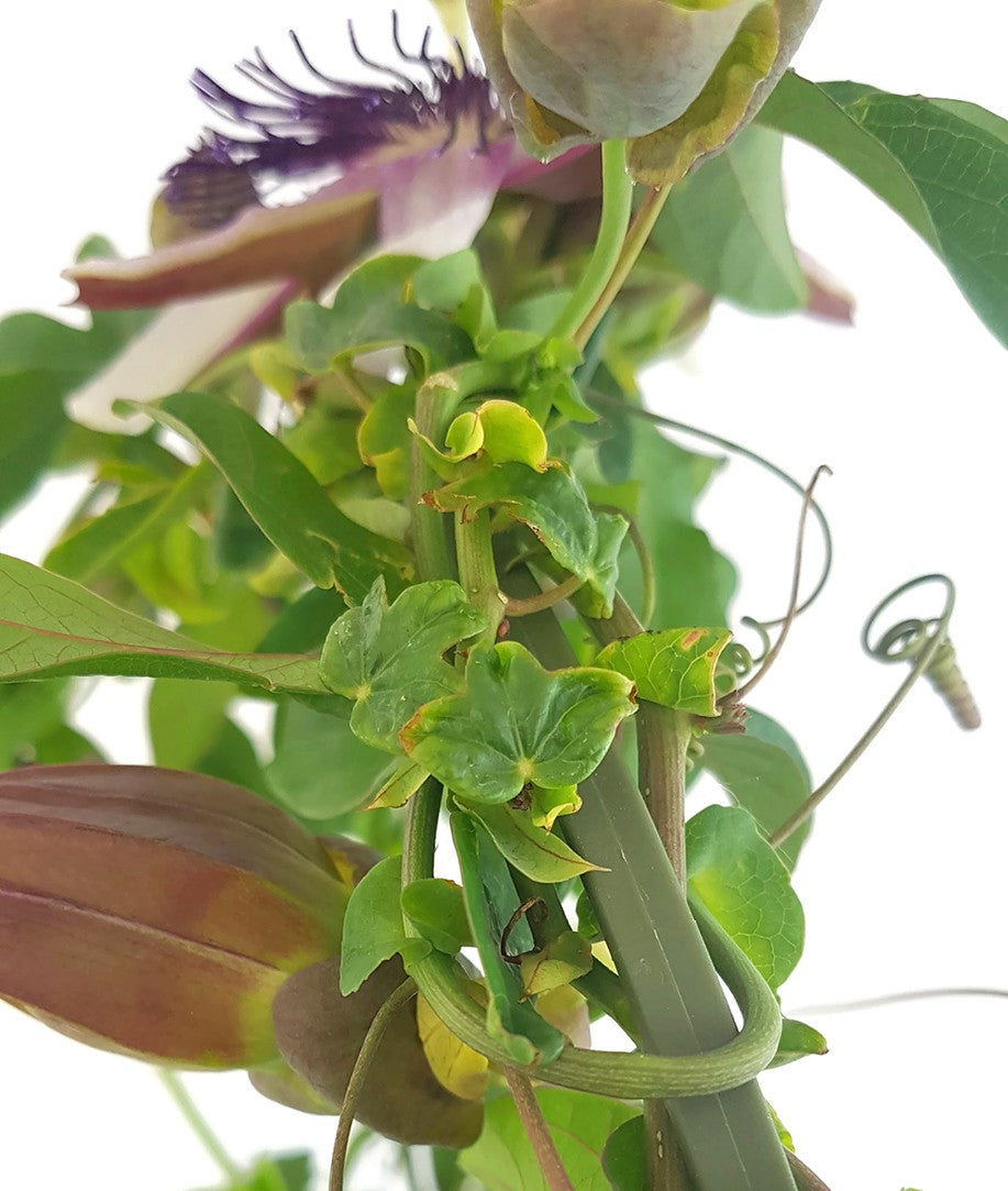 Passiflora x belotti "Kaiserin Eugenie" - besondere Passionsblume