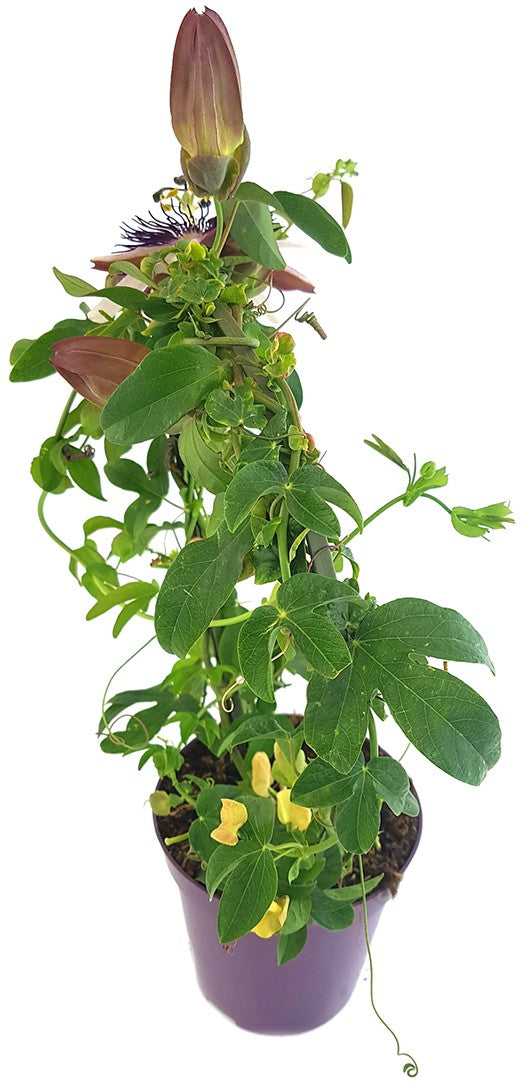 Passiflora x belotti "Kaiserin Eugenie" - besondere Passionsblume