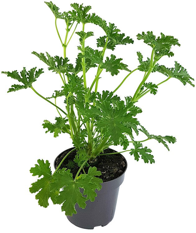 Pelargonium "isko lemon" - Anti-Mücken Duftgeranie