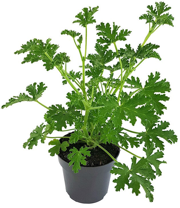 Pelargonium "isko lemon" - Anti-Mücken Duftgeranie