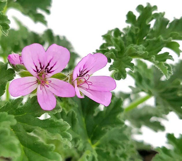 Pelargonium "isko lemon" - Anti-Mücken Duftgeranie