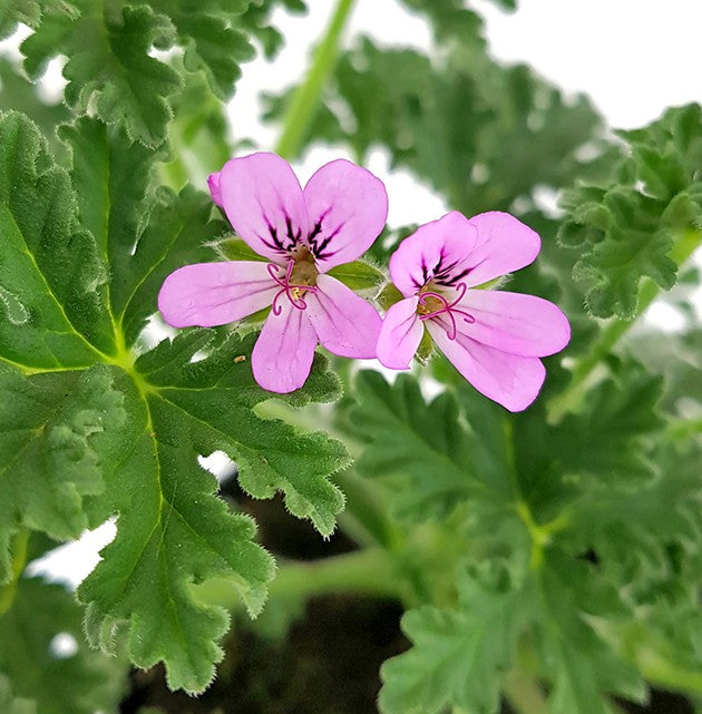 Pelargonium "isko lemon" - Anti-Mücken Duftgeranie