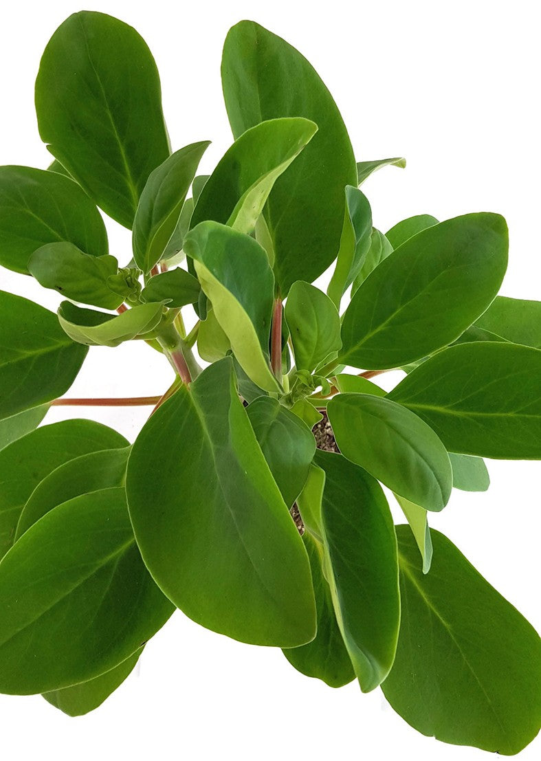 Peperomia vestida var. liadensis Bolivia - Zierpfeffer