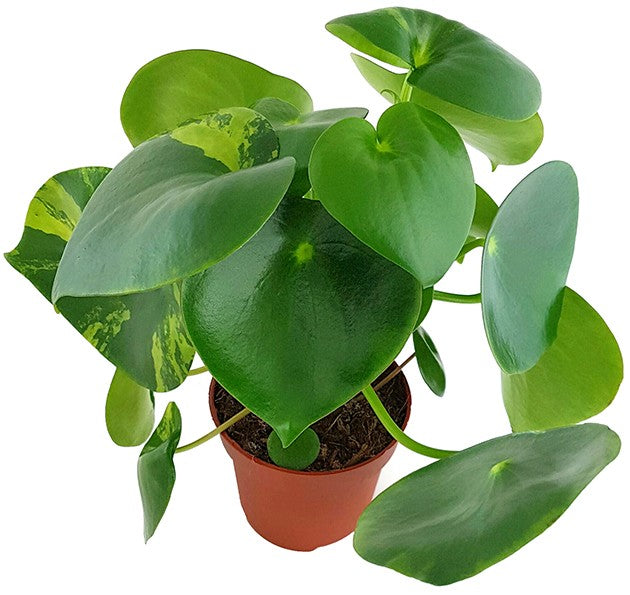 Peperomia Polybotrya "Raindrop" variegata - Zierpfeffer