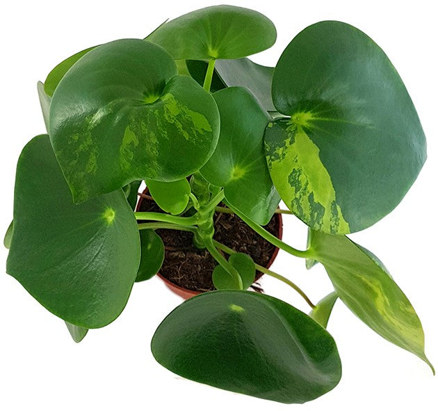 Peperomia Polybotrya "Raindrop" variegata - Zierpfeffer