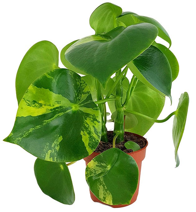 Peperomia Polybotrya "Raindrop" variegata - Zierpfeffer