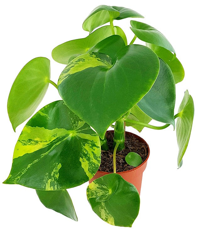 Peperomia Polybotrya "Raindrop" variegata - Zierpfeffer