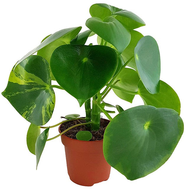 Peperomia Polybotrya "Raindrop" variegata - Zierpfeffer