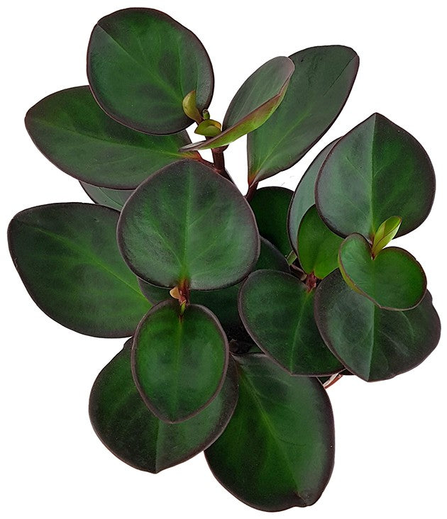 Peperomia clusiifolia "Red Margin" - Zwergpfeffer