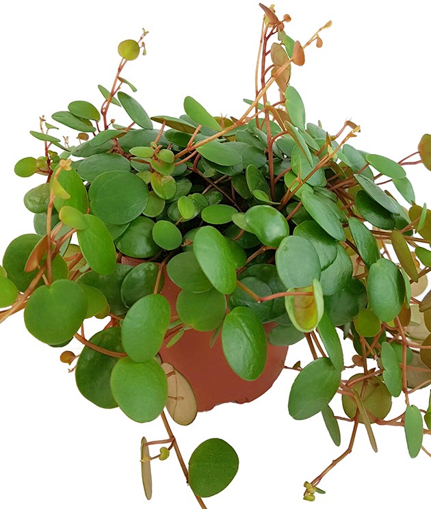Peperomia rotundifolia "Pepperspot" - rötlicher Zierpfeffer