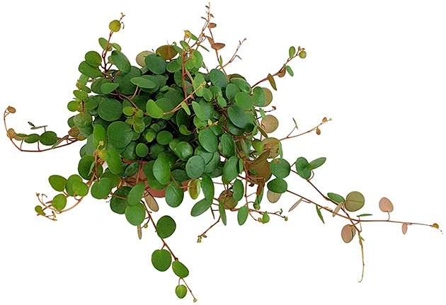 Peperomia rotundifolia "Pepperspot" - rötlicher Zierpfeffer