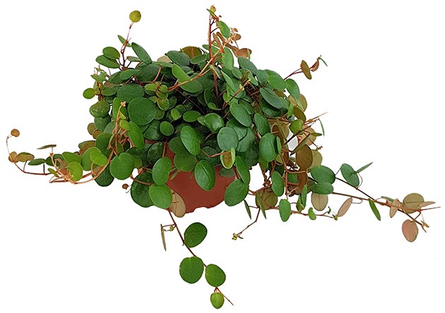 Peperomia rotundifolia "Pepperspot" - rötlicher Zierpfeffer
