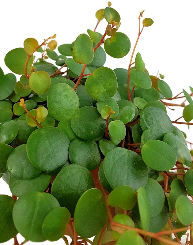 Peperomia rotundifolia "Pepperspot" - rötlicher Zierpfeffer