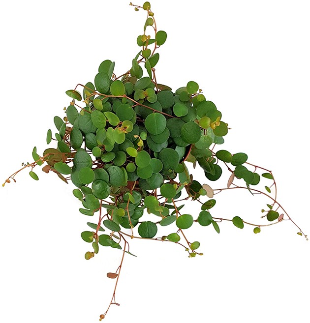 Peperomia rotundifolia "Pepperspot" - rötlicher Zierpfeffer