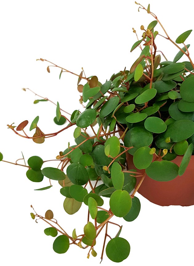 Peperomia rotundifolia "Pepperspot" - rötlicher Zierpfeffer