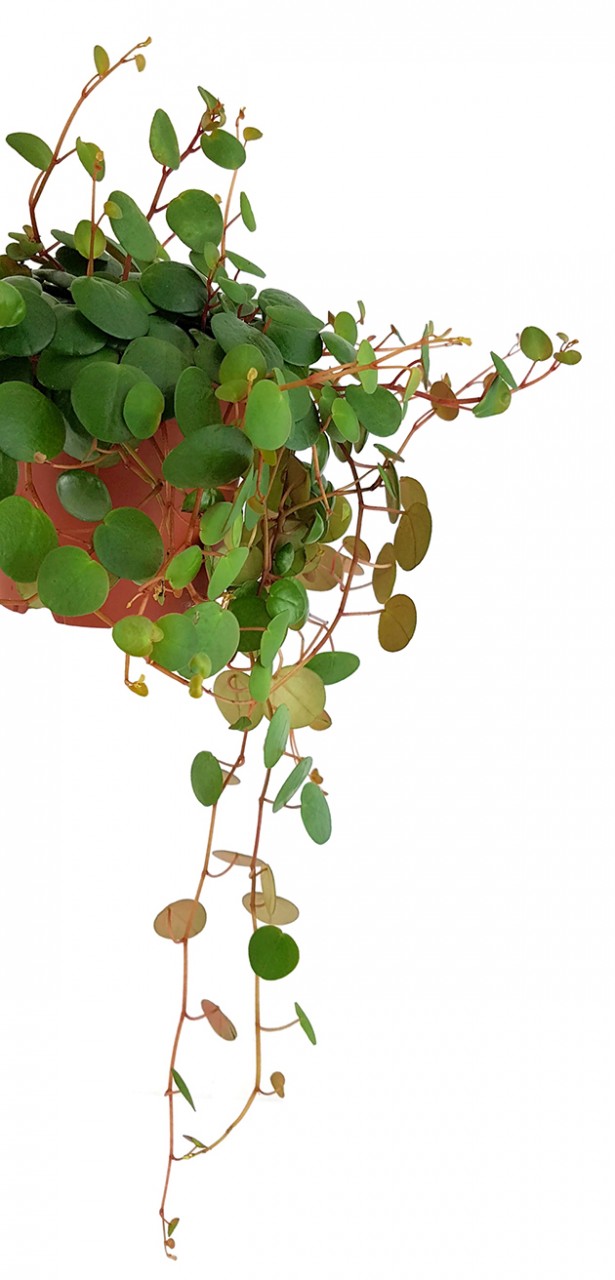 Peperomia rotundifolia "Pepperspot" - rötlicher Zierpfeffer