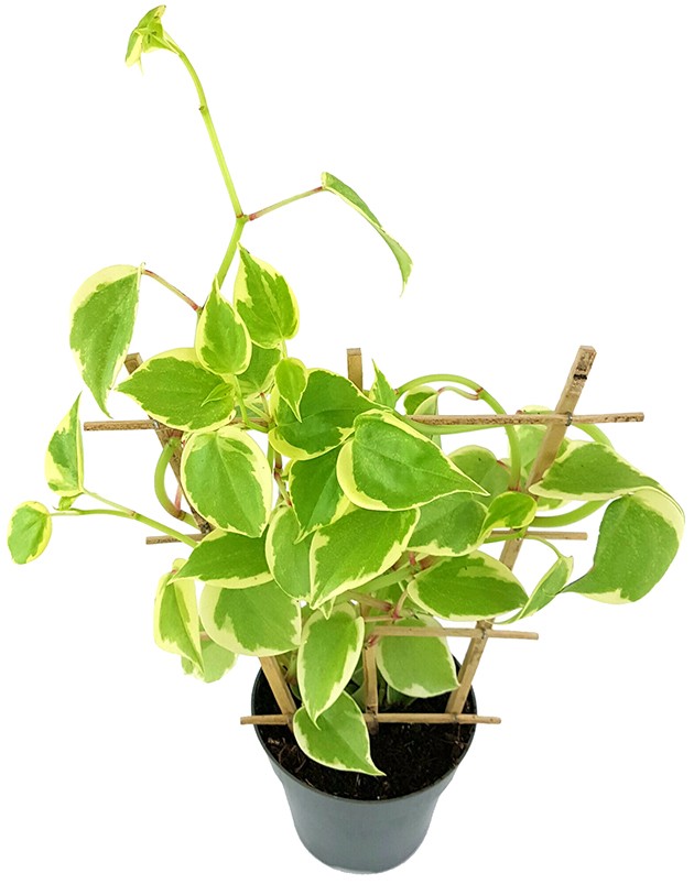 Peperomia scandens "variegata" - Zierpfeffer