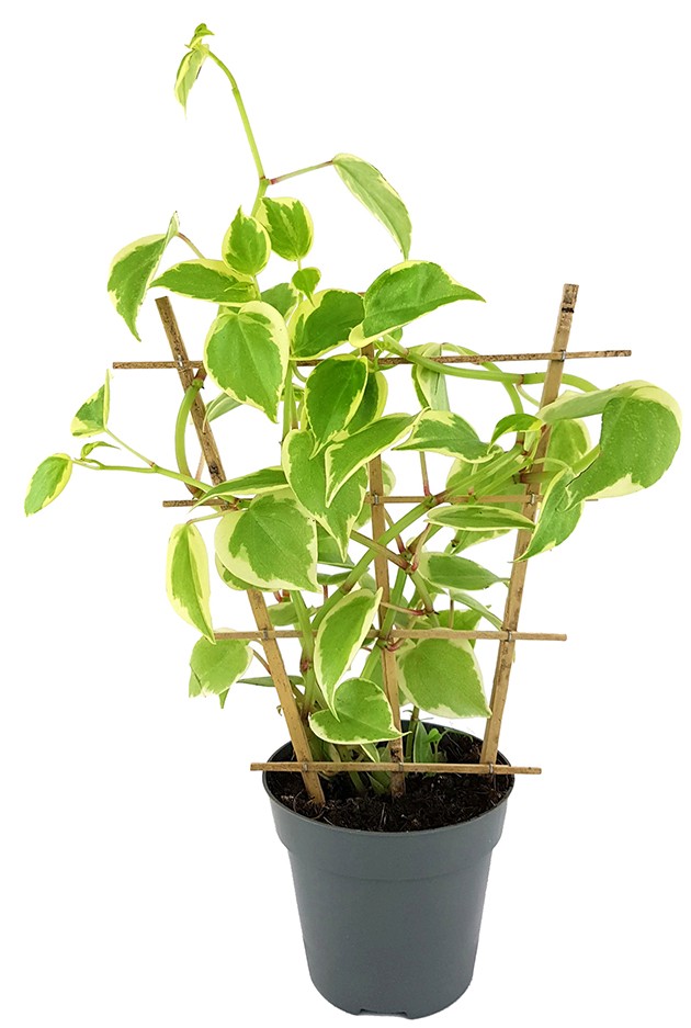 Peperomia scandens "variegata" - Zierpfeffer