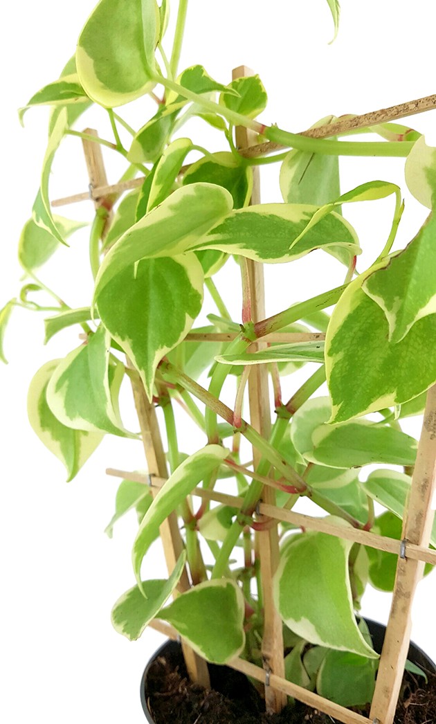 Peperomia scandens "variegata" - Zierpfeffer