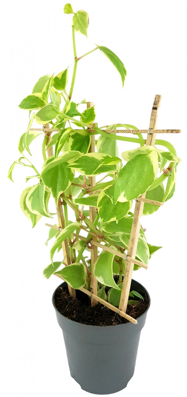 Peperomia scandens "variegata" - Zierpfeffer