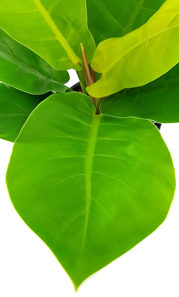 Philodendron "Moonlight" XL - Baumfreund