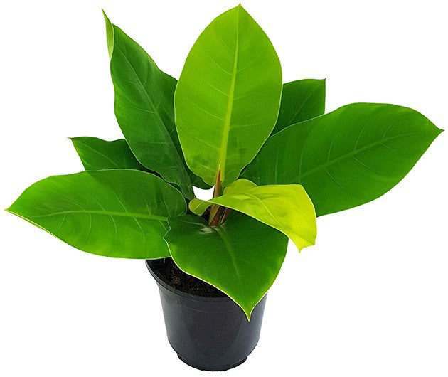 Philodendron "Moonlight" XL - Baumfreund