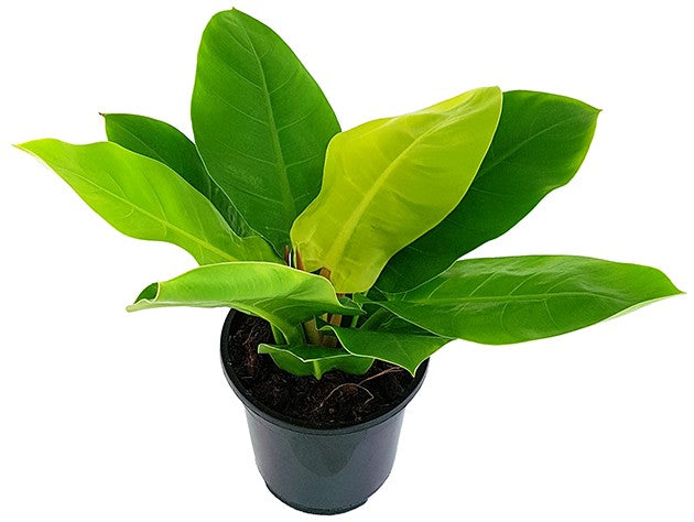 Philodendron "Moonlight" XL - Baumfreund
