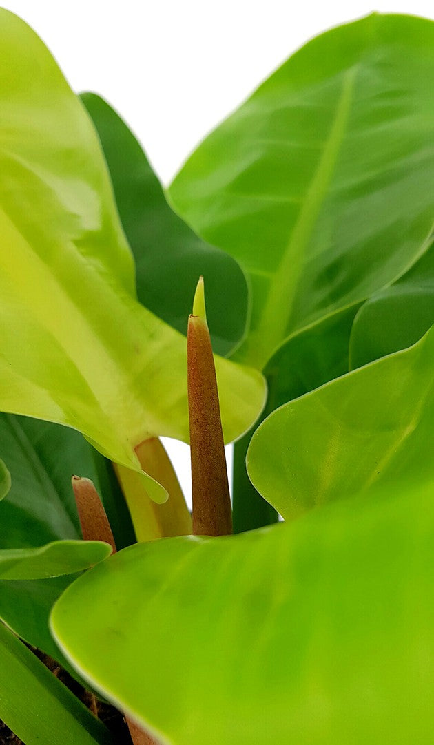 Philodendron "Moonlight" XL - Baumfreund