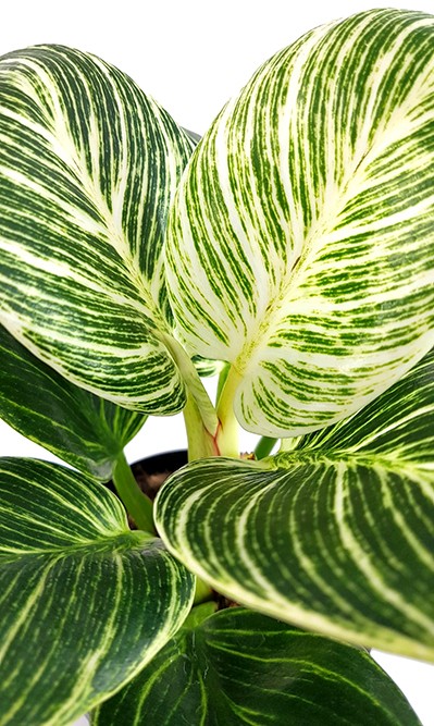 Philodendron Birkin "White Measure" - grün weiß gestreifte Baumfreund