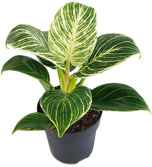 Philodendron Birkin "White Measure" - grün weiß gestreifte Baumfreund