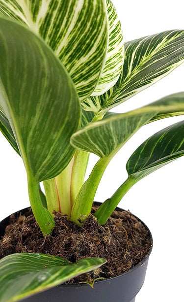 Philodendron Birkin "White Measure" - grün weiß gestreifte Baumfreund