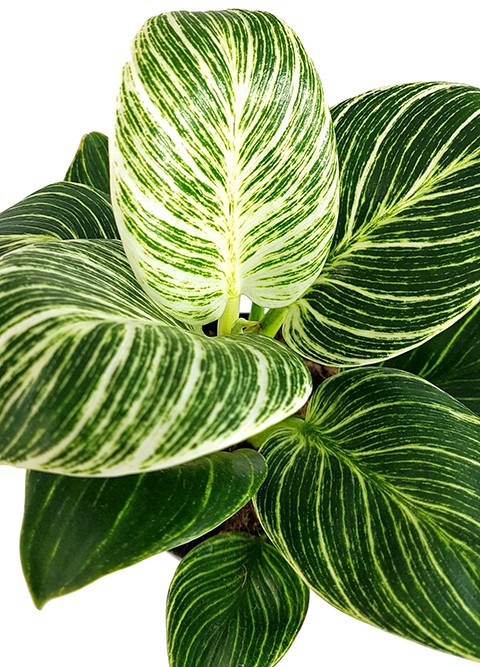 Philodendron Birkin "White Measure" - grün weiß gestreifte Baumfreund