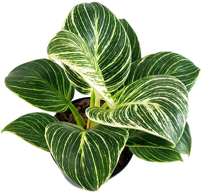 Philodendron Birkin "White Measure" - grün weiß gestreifte Baumfreund