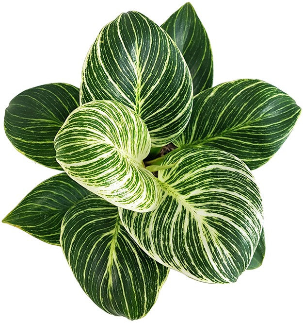 Philodendron Birkin "White Measure" - grün weiß gestreifte Baumfreund