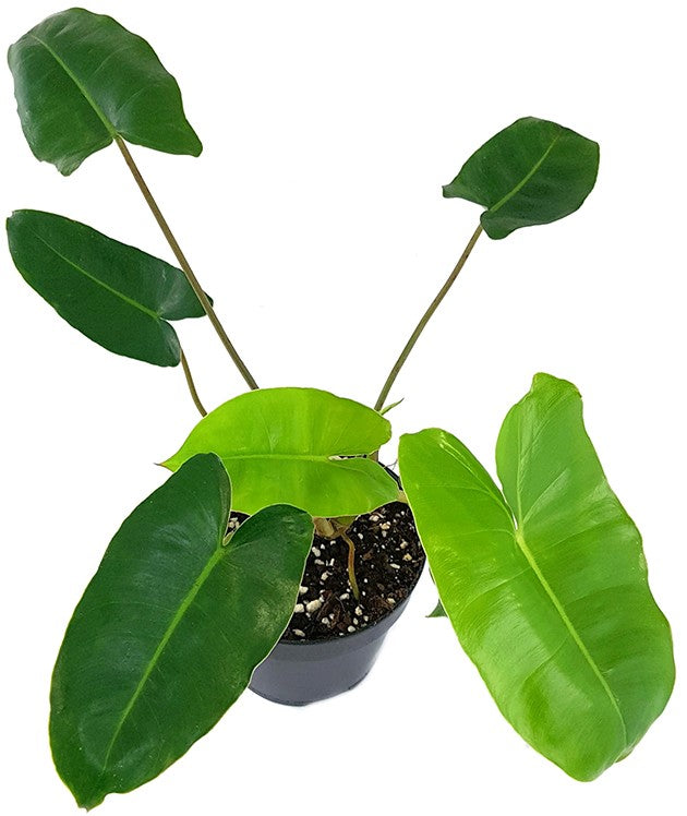 Philodendron "Burle Marx" - kletternder Baumfreund
