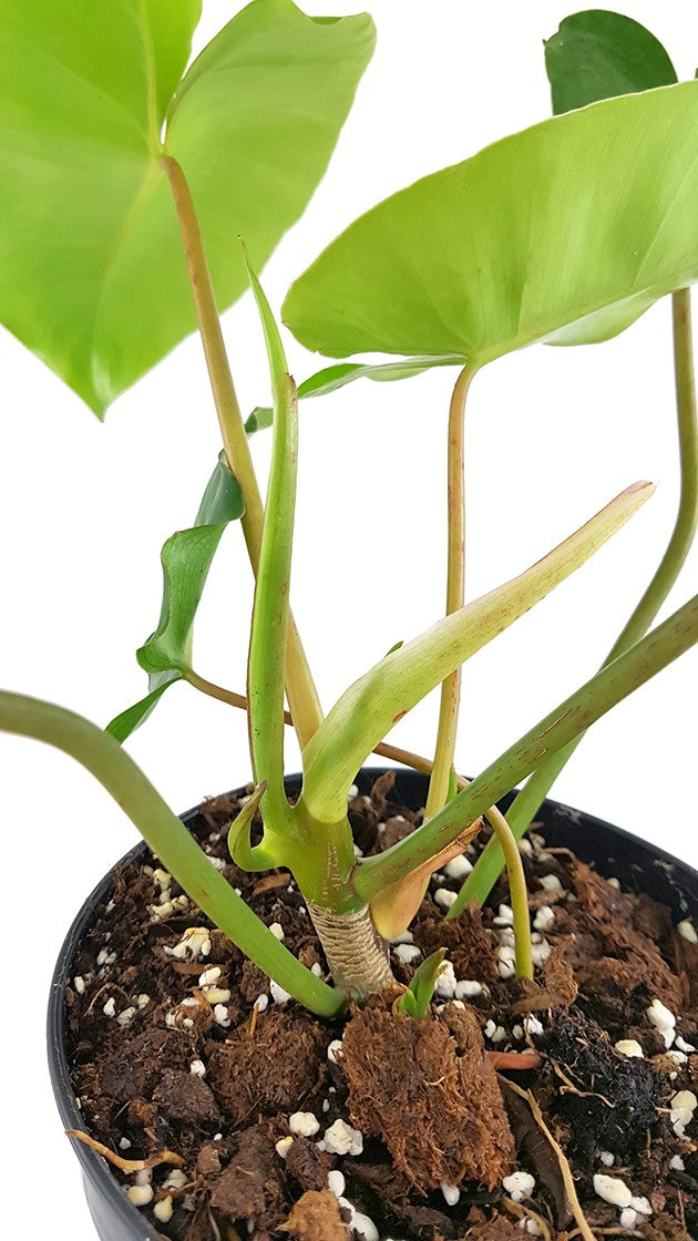 Philodendron "Burle Marx" - kletternder Baumfreund