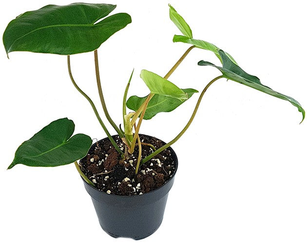 Philodendron "Burle Marx" - kletternder Baumfreund