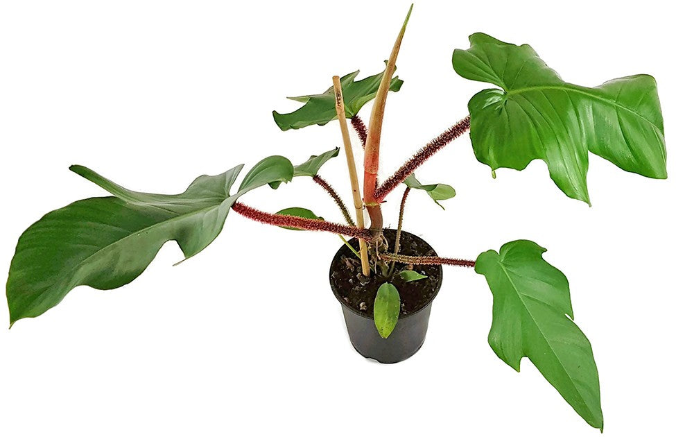 Philodendron Squamiferum - Baumfreund