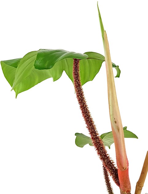 Philodendron Squamiferum - Baumfreund