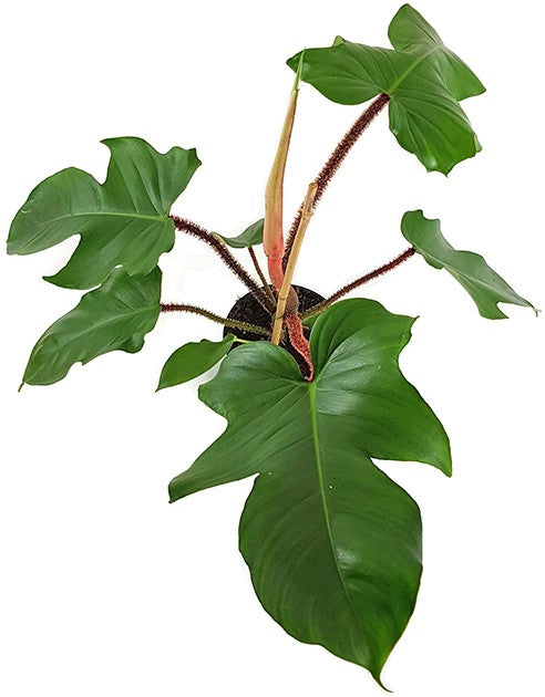 Philodendron Squamiferum - Baumfreund